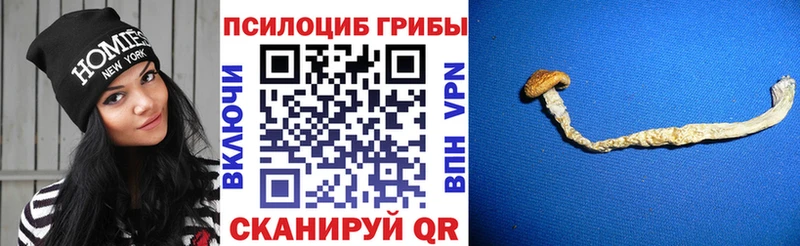 Псилоцибиновые грибы прущие грибы  Чебоксары 